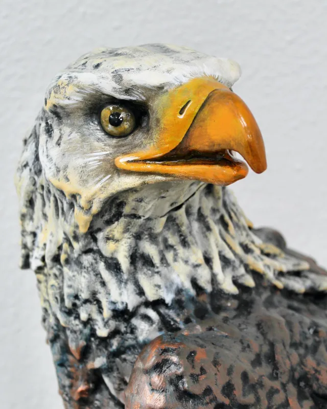 Hoy nos hemos dado cuenta de que todavía no os habíamos enseñado a nuestra águila calva😱 ¿Qué os parece?